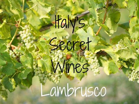 lambruscoz photos|types of lambrusco wine.